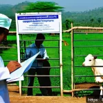 Home 19 축산업 수출입 관련 업무 - A professional livestock farm scene in India showcasing modern quality control measures: veterinaria...